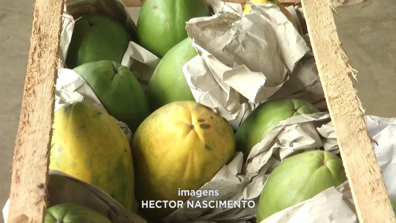 Chuva forte prejudica produção de verduras e legumes e faz preço disparar