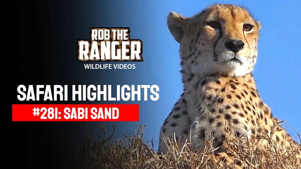 Safari Highlights #281: 14 - 17 July 2014 | Sabi Sand Nature Reserve | Latest Wildlife Sightings