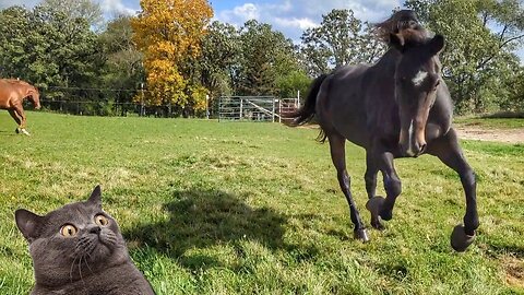 Horses act like Wile E. Coyote & Road Runner 😲