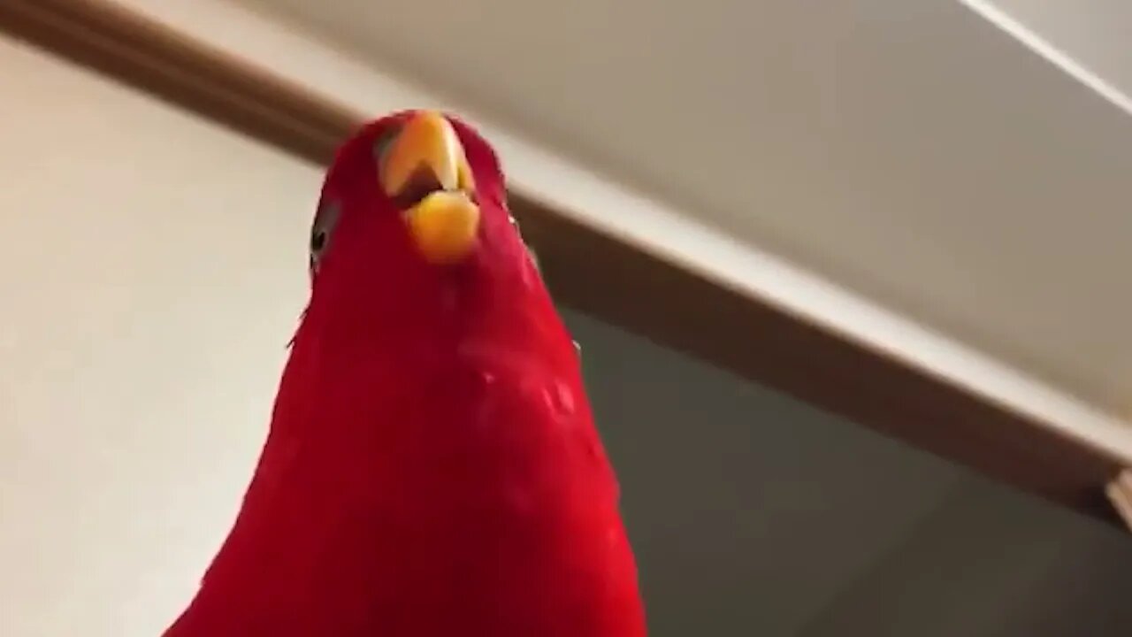 My guns Danny Devito + RED BIRD LAUGHING