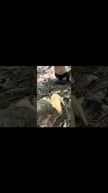 URBAN SURVIVAL Hidden Shelter