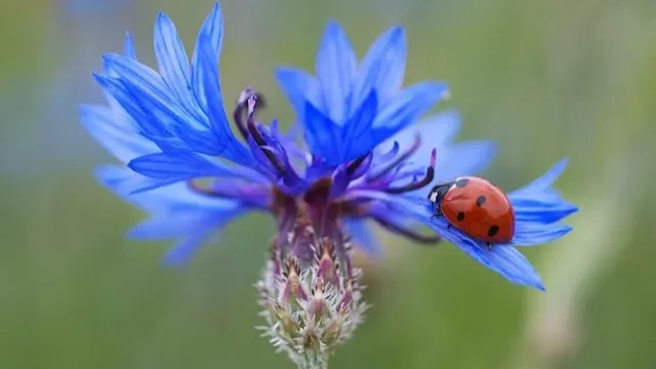 Healing And Relaxing Music | Soothing Music | Calm Music Ladybugs | @Relax Body and Soul