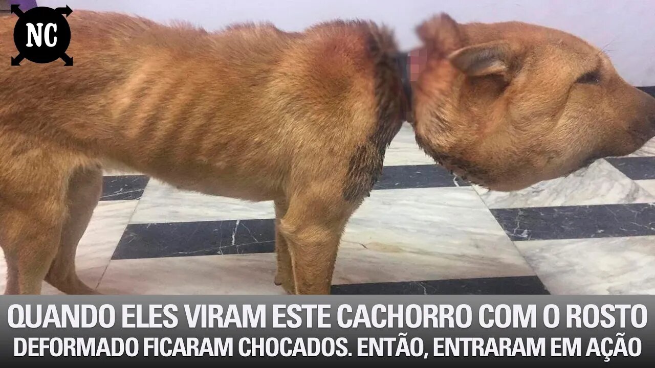 Quando eles viram este cachorro com o rosto deformado ficaram chocados. Então, entraram em ação