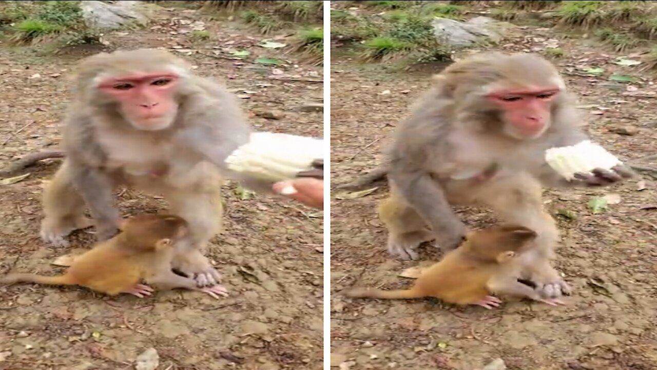 Try Not To Laugh At This Ultimate Funny Monkey Video Compilation