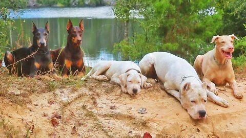 Darla the Dogo Argentino's 2nd Time Going to "Church" at 13 Weeks Old [GUWD#12]