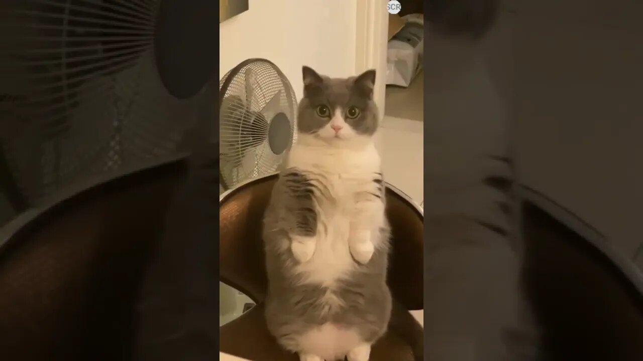 funny cat videos | cute cat videos| cute animals funny cats #shorts #shortsfunny #cutecat #funnycat