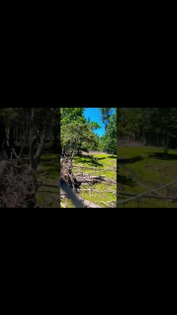 A peacock doing it’s call