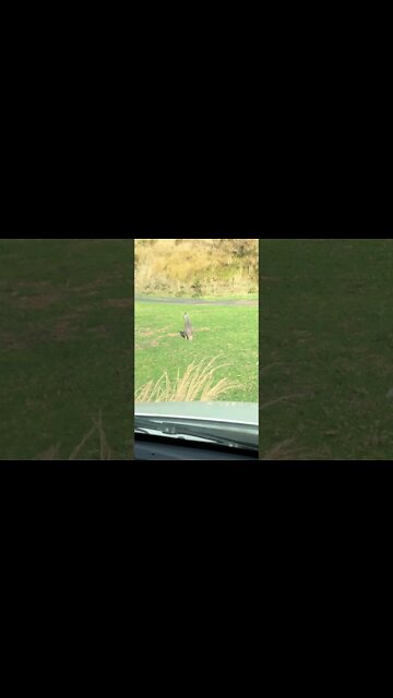 Wallabies by the road, hop in front of the car to safety