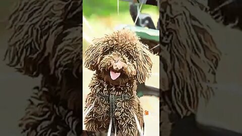 cute dog %4