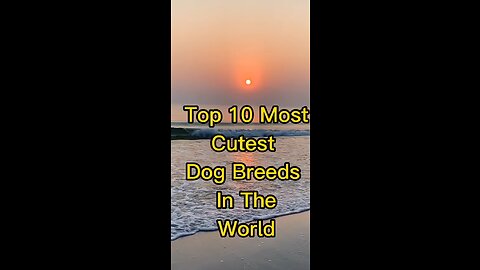 Top 10 most cutest breed in the world