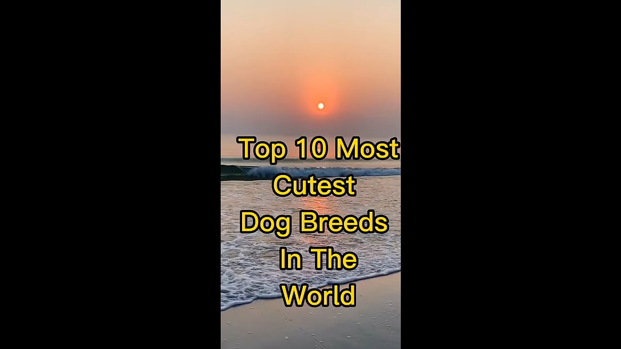 Top 10 most cutest breed in the world