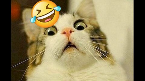 Funny moments of cats 😂😂😂