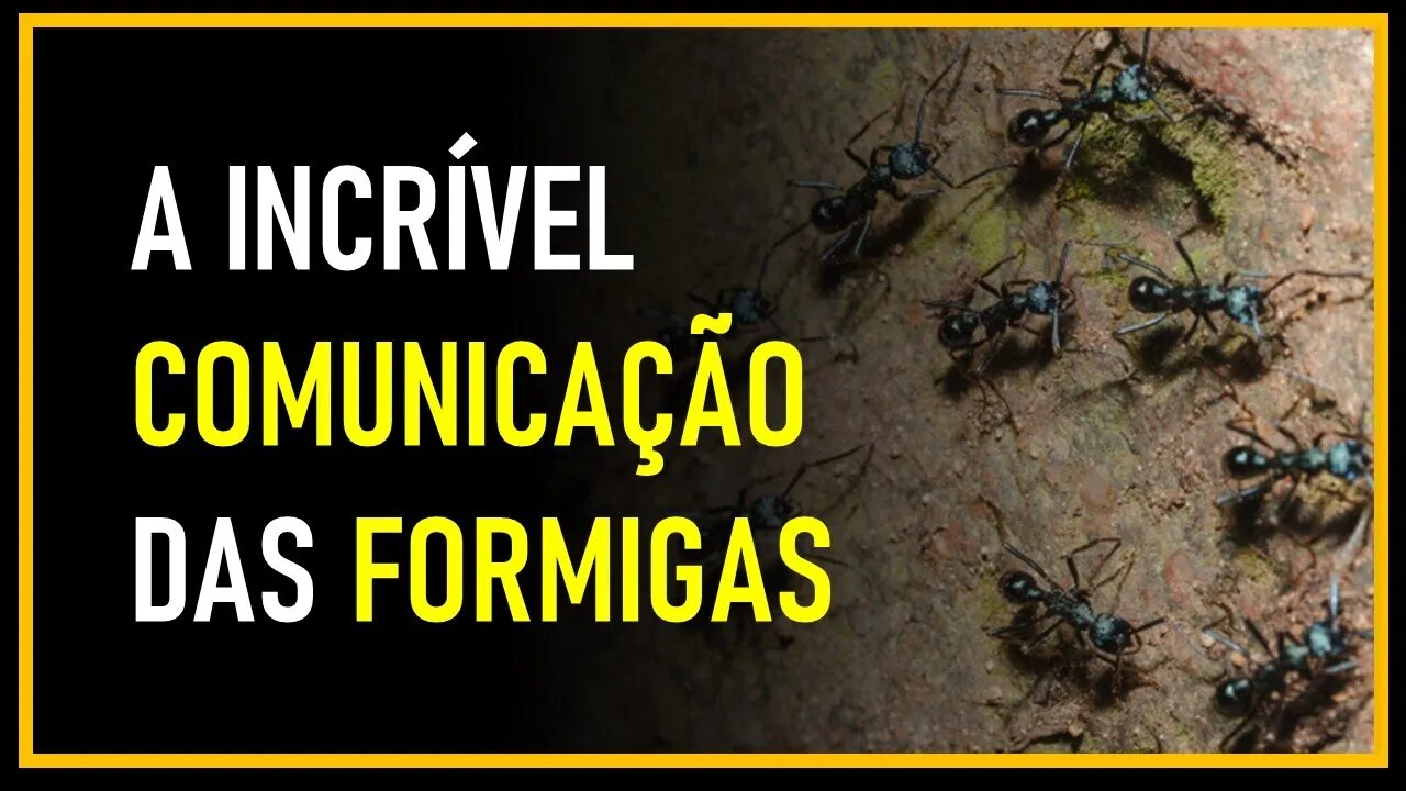 Comunicação: A Comunicação Das Formigas