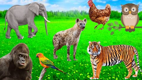 Animals sounds and moments | wild animals | animals and pets