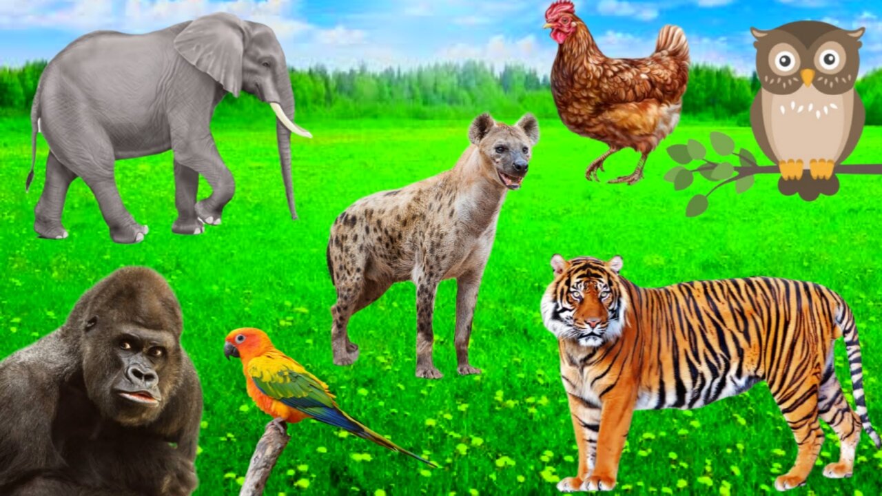 Animals sounds and moments | wild animals | animals and pets