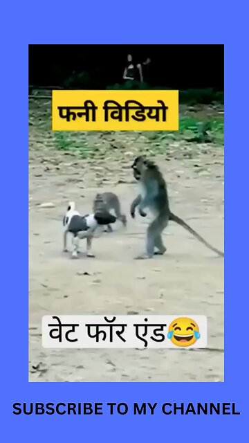 monkey fun with dog