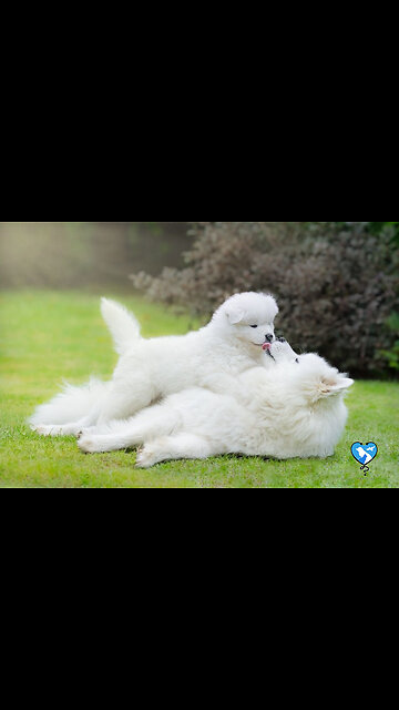 _Best funny animals videos 2022😻😂