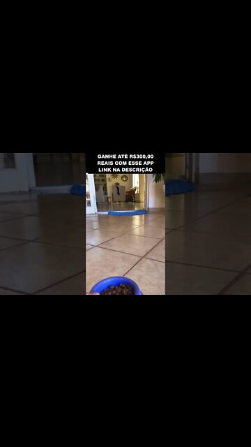 TUTORIAL DE COMO CHAMAR O PET INTERESSEIRO 😂😂😂