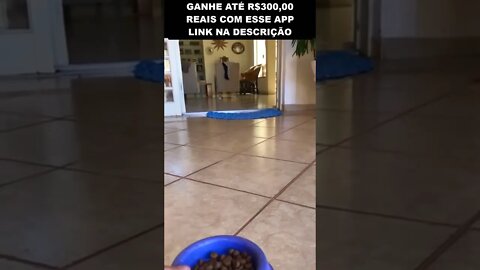 TUTORIAL DE COMO CHAMAR O PET INTERESSEIRO 😂😂😂