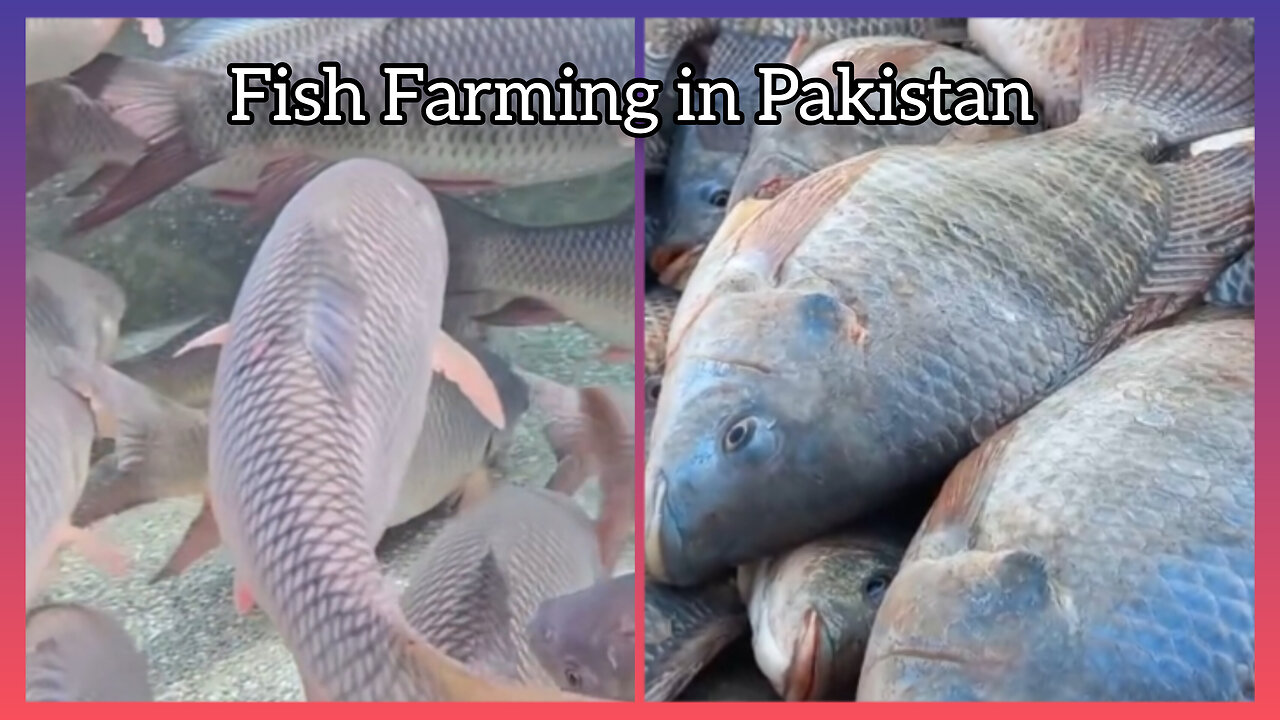 Fish Farming