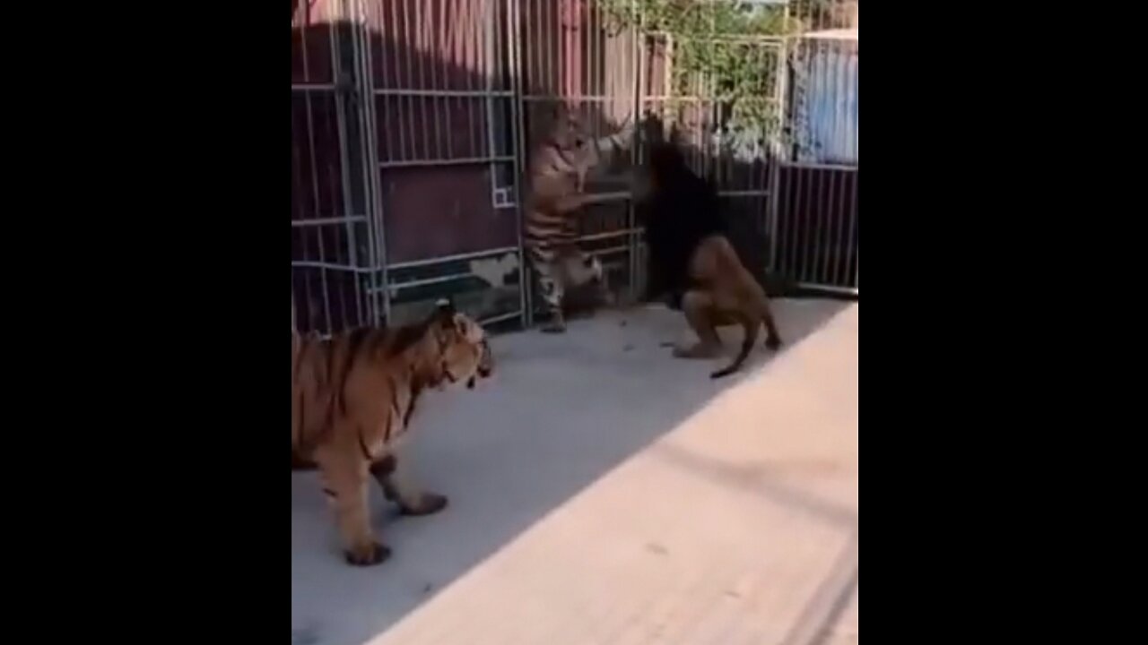 Lion vs tiger