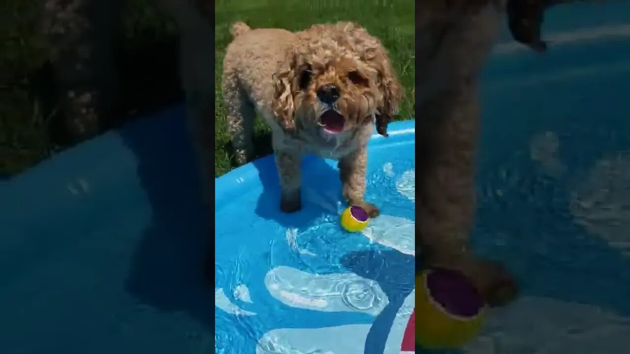 Copper's Summer Fun | Part 2