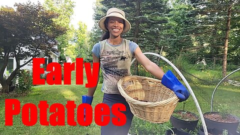 First Potato Harvest