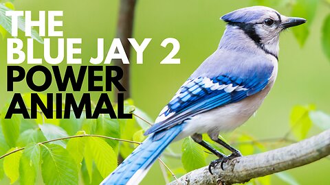 The Blue Jay 2 Power Animal