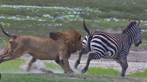 Zebra saves baby from Lion - Brutal Kick