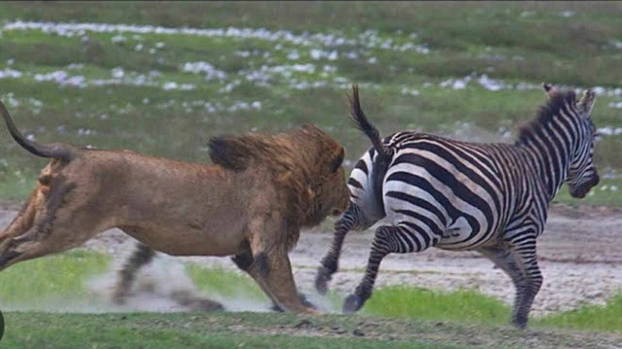 Zebra saves baby from Lion - Brutal Kick