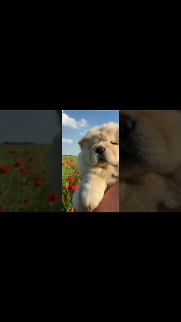 QUANDO VOCÊ SABE QUE PRECISA FAZER DIETA,MAS NÃO FAZ🤣🤣🤣