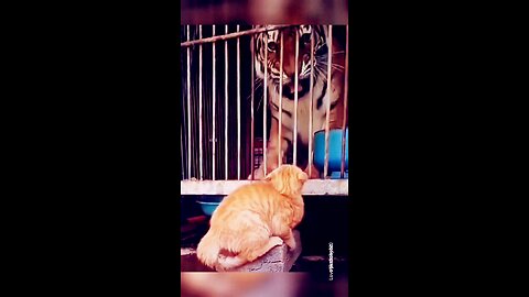 trending video funny cat and lion funny moments || 🐈😺 🦁♌ ||