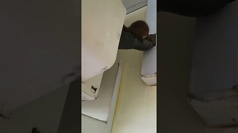 Si Tupai kecil datang bermain