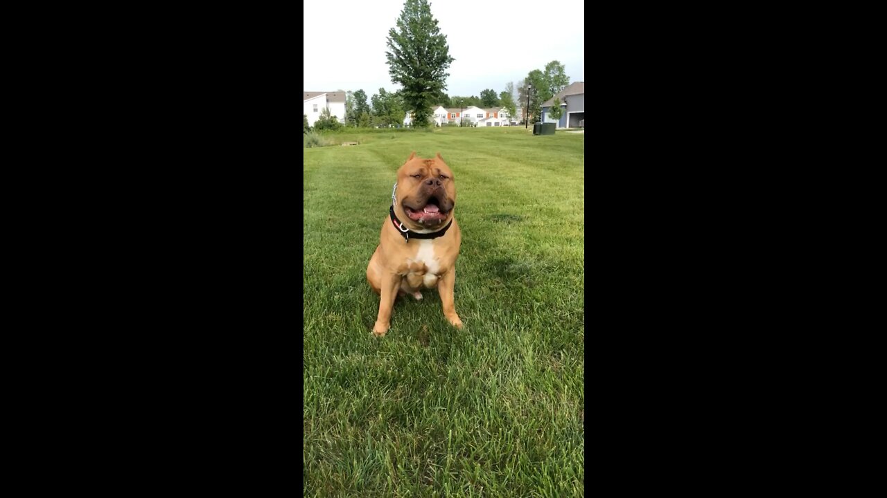 MASSIVE Pit Bull can definitely chase you down! 🦁💨🪵