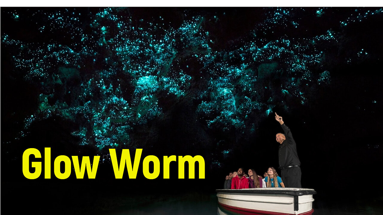 Glow Worm