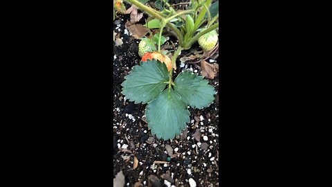 Year 2 Garden strawberry