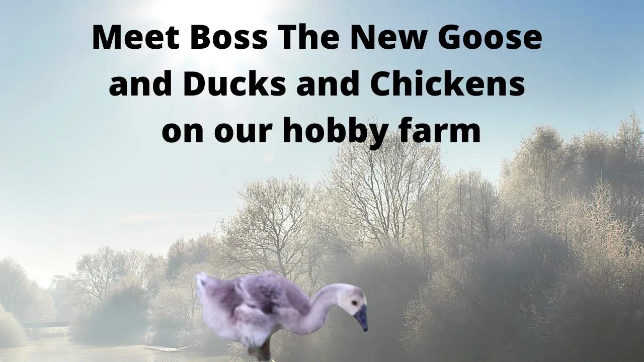 New Ducks Chickens and A Goose Named Boss Aswell Meeting the Goats.