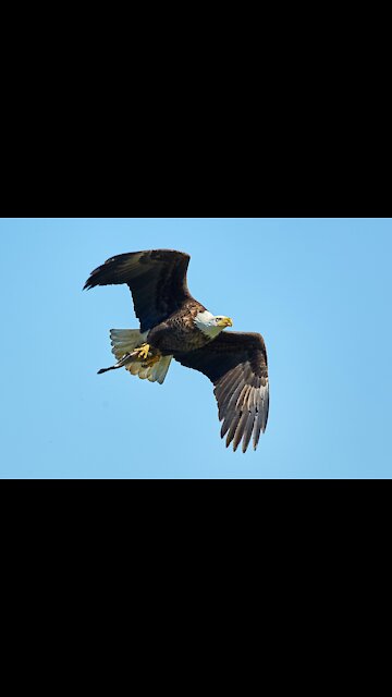 American eagle catch a shark and fly it