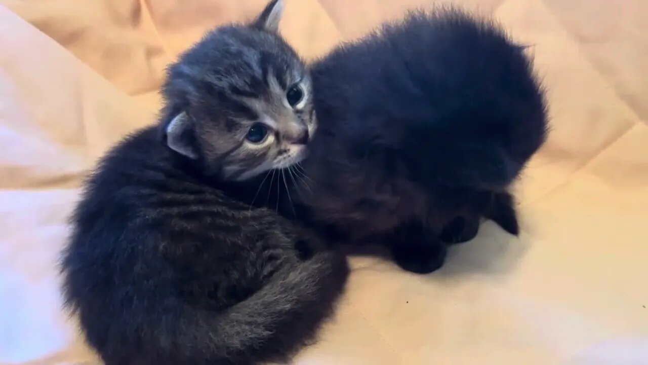 Almost 3 Week Old Kittens 4 To Be Exact They Are Something You Just Gotta See Buttercup Too!!!!!