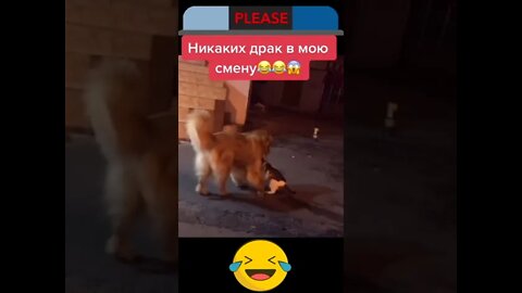 #shorts Смешные Собаки Из Тик Тока 28 Funny Dogs From Tiktok