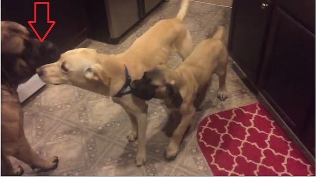 English Mastiff helps break up dog fight