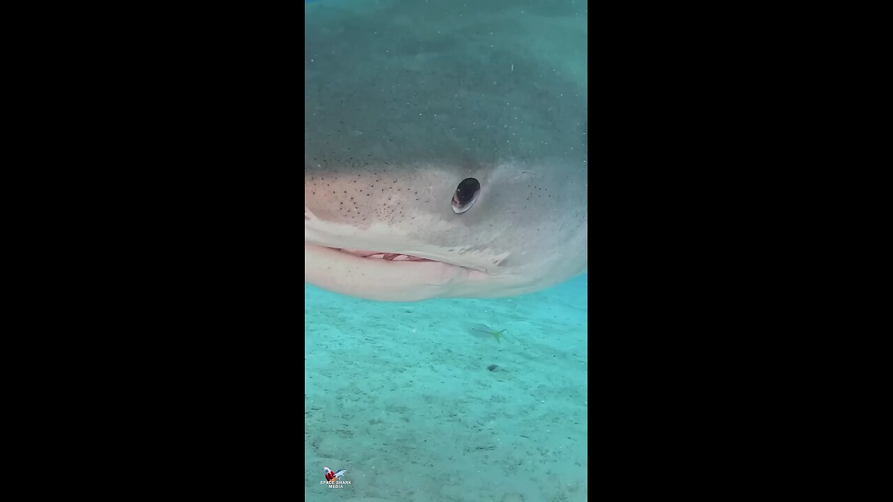 tiger shark is not dangerous