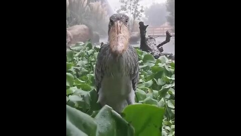 Shoebill stork stands still in the rain, staring at you judgmentally