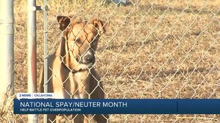 National Spay/Neuter Month