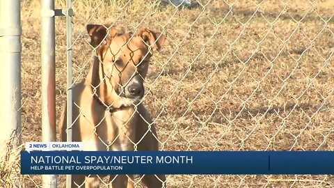 National Spay/Neuter Month