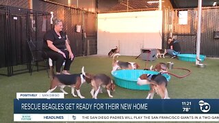 Finding new homes for rescued beagles