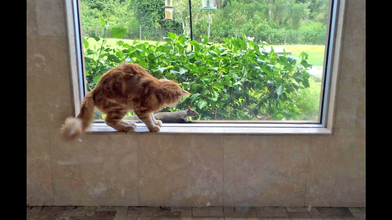 Funny Splooting Squirrel Teases Cat in the Shower