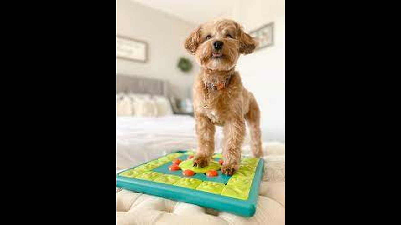 dog training video with puzzle toy