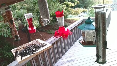 Live Sept 5 2021 Bird Feeder in Asheville NC. In the mountains.