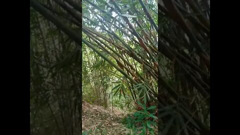 kebun bambu
